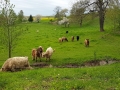 TaverneLeisnig_041