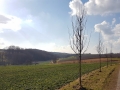 TaverneLeisnig_031