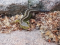 TaverneLeisnig_010