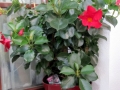 TaverneLeisnig_022