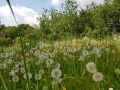 TaverneLeisnig_025