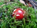 TaverneLeisnig_016