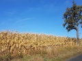 TaverneLeisnig_013
