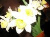 TaverneLeisnig_0077
