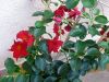 TaverneLeisnig_0189