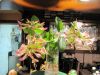 TaverneLeisnig_0016