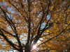TaverneLeisnig_0006