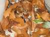 TaverneLeisnig_0244