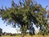 taverneleisnig_0002