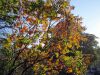 taverneleisnig_0008
