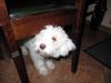 taverneleisnig_0031