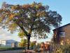 TaverneLeisnig_045