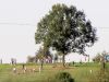 TaverneLeisnig_0115