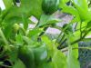 TaverneLeisnig_022