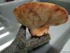 TaverneLeisnig_035