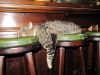 TaverneLeisnig_014