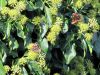 TaverneLeisnig_063